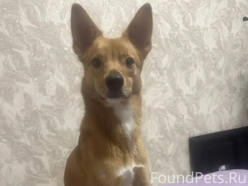 Воронеж, здравствуйте! потерял...