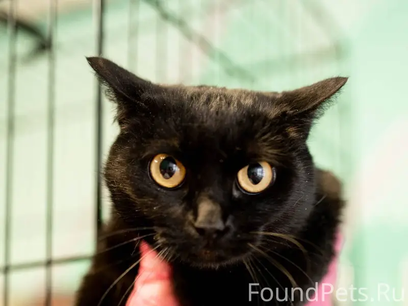 Черника, до 5 лет. 🐾 История.....