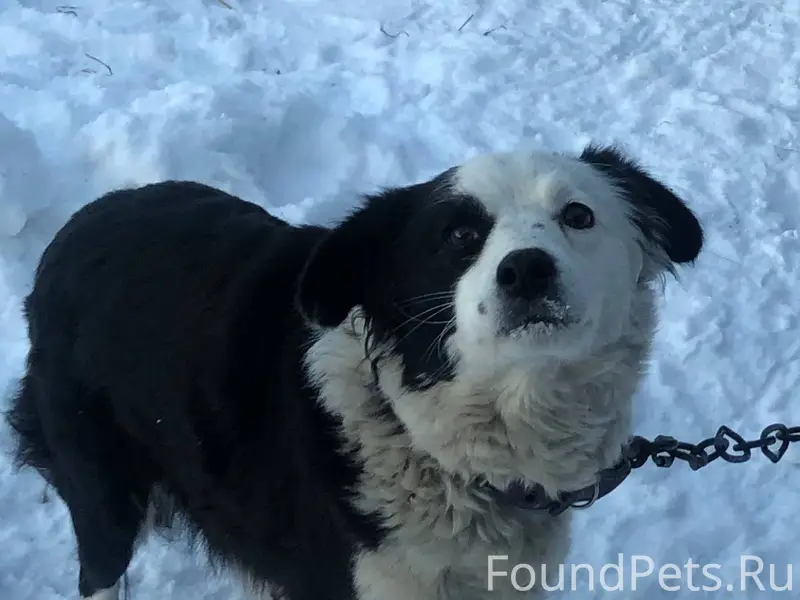 SOS‼️ спасите Бусинку🙏🙏🙏 небла...