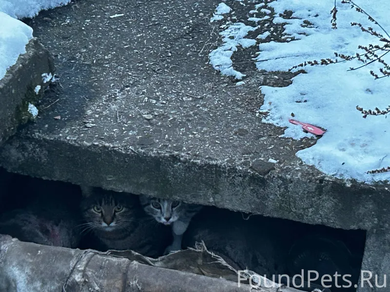 Комсомольский Уже несколько ме...