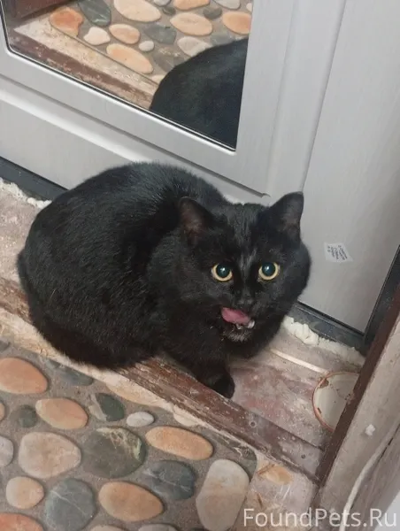 Найден кот , у дома полярная 9...
