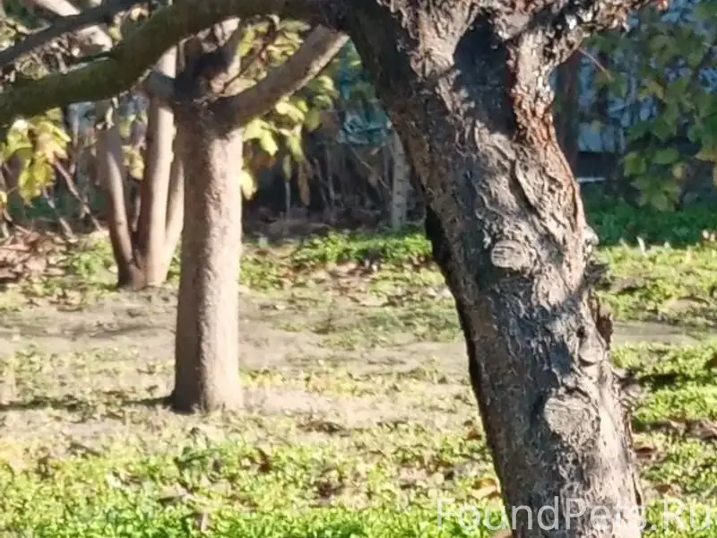 ‼️Пропал наш кот. Кличка Черчи...