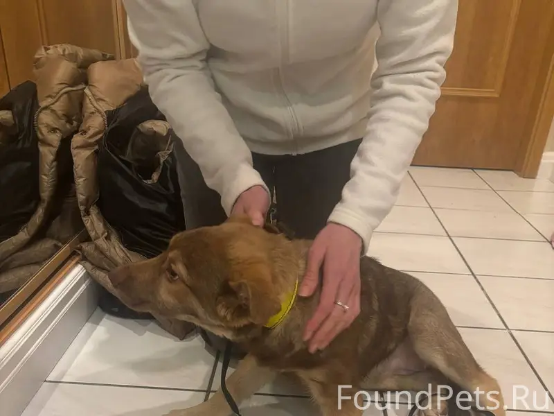 Ищу хозяина. В районе 7 кварта...