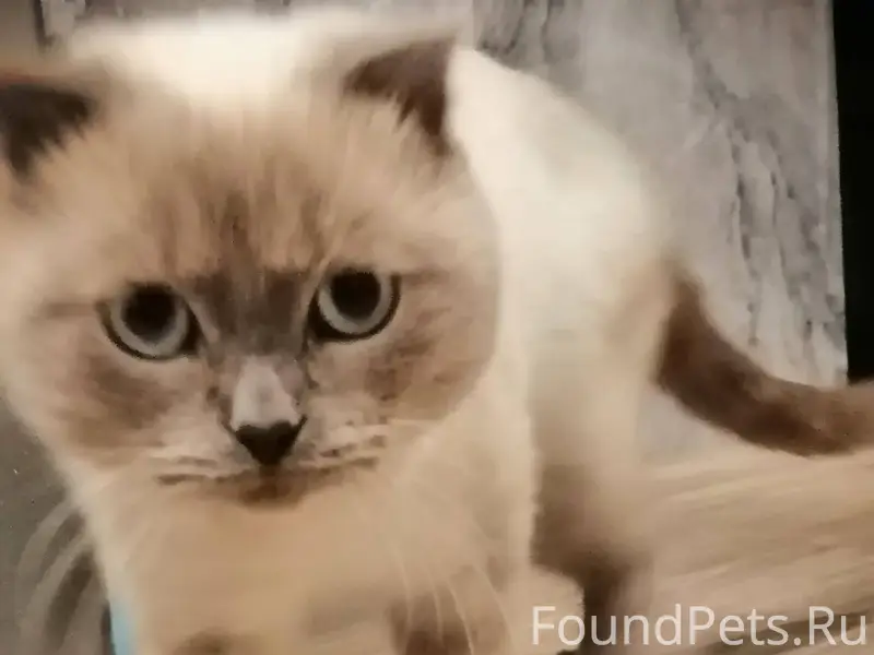 Пропал кот в районе козловки. ...