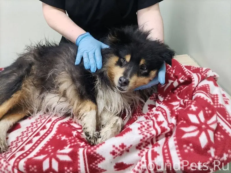 Найден сбитый пёс, в р-не...