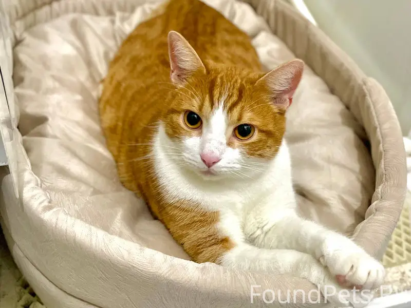 Пропал кот, в районе ул.Белова...