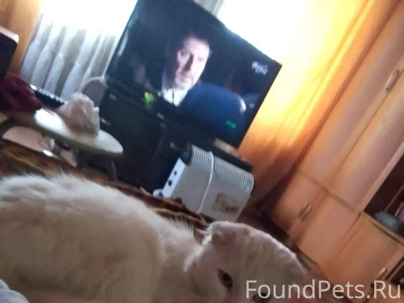 Пропал кот в районе Красноарме...