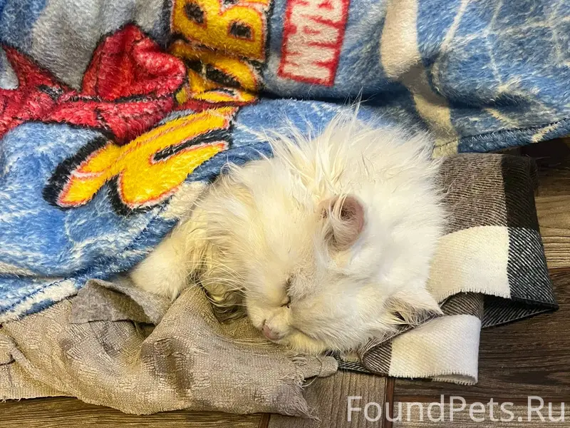 Найден кот, на Чапаева. Судя п...