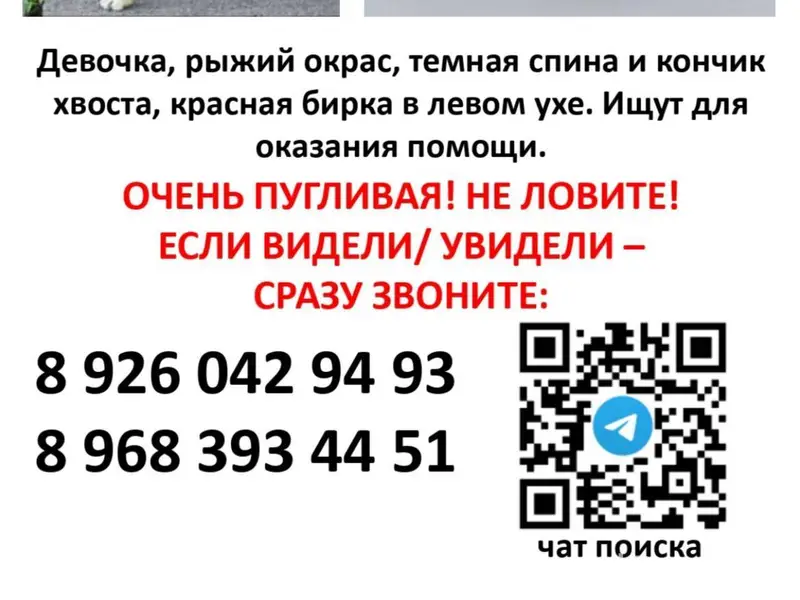 Пропала бездомная собака по кл...