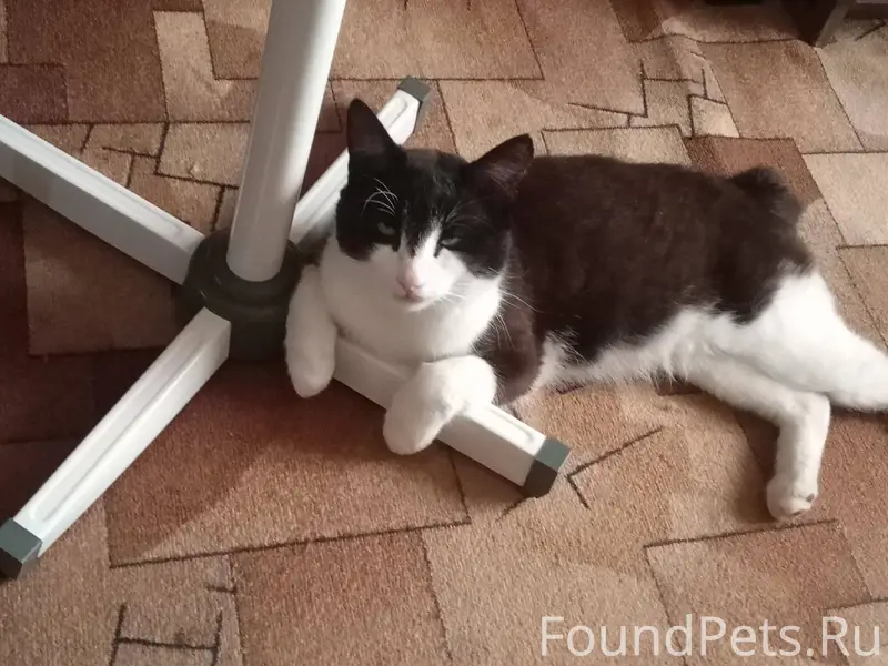 Пропал кот, в районе Косоротов...