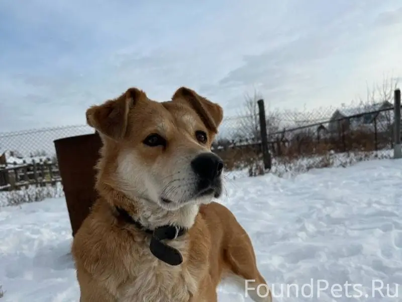 🆘🆘Помогите найти собаку 🆘🆘🆘Сте...