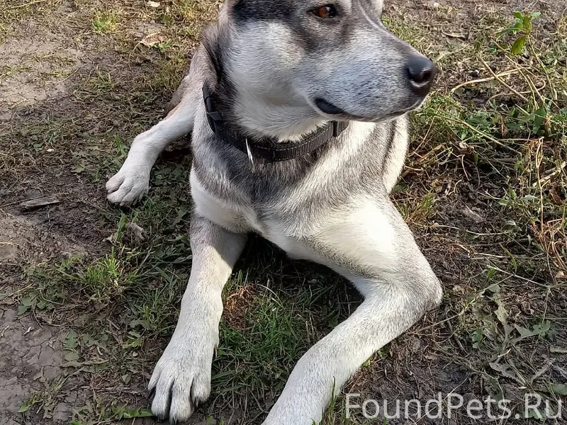 Пропала собака, отзывается на ...