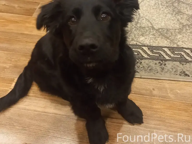 Пропала собака, мальчик, в рай...