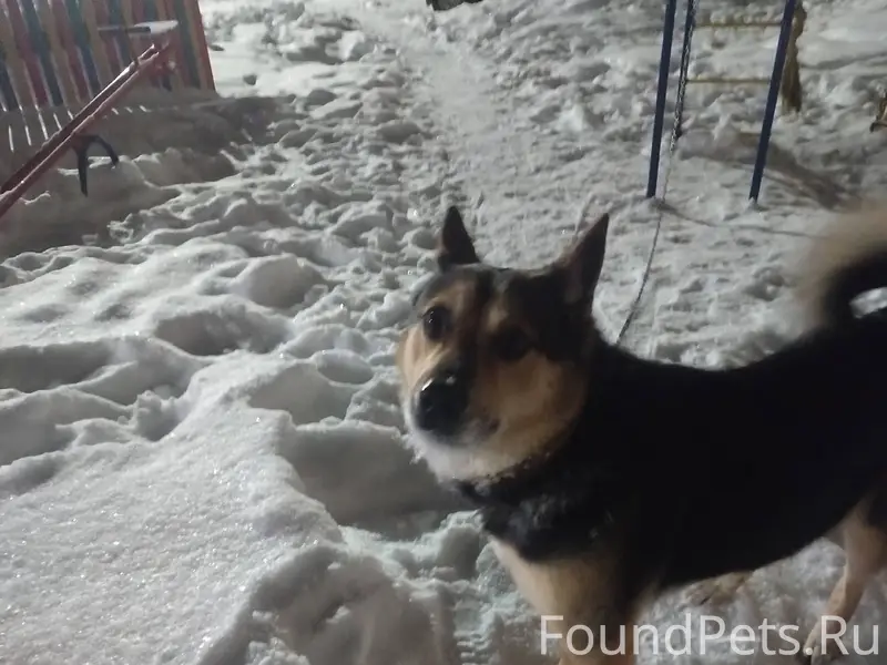 Найден пес, кобель, на длинной...