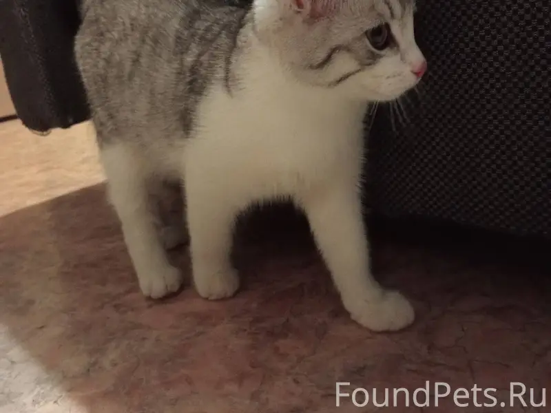 Найден кот , на Кирова 7 , хоз...