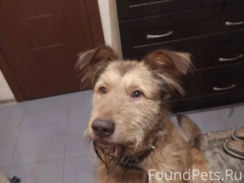 Найдена собака в лесу Лобаново...