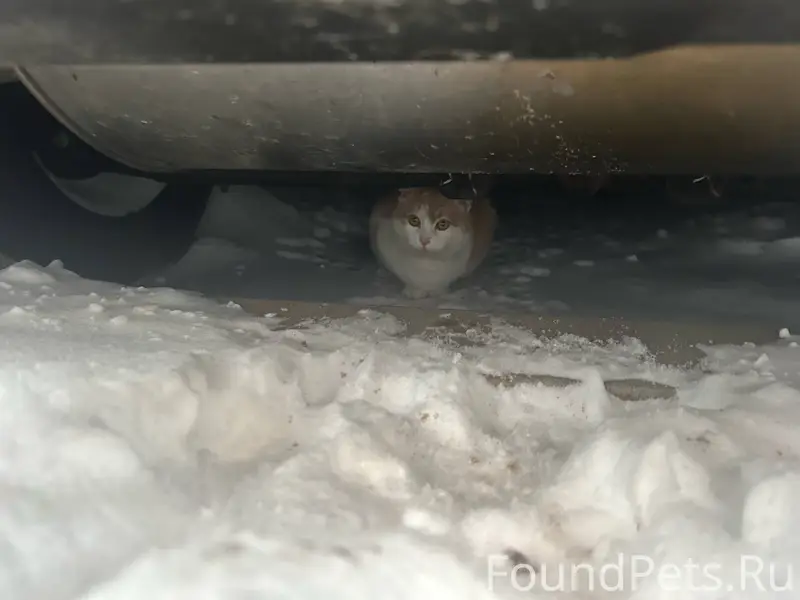 Найден кот/кошка сидит под авт...