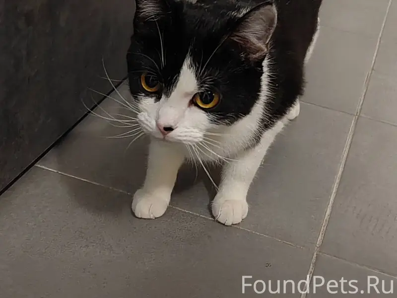 Найден кошка (кот). Сидит в по...