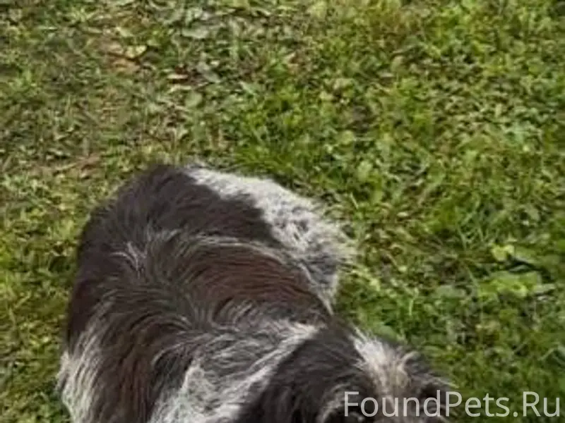 ПОМОГИТЕ НАЙТИ‼️😭 ПРОПАЛА СОБА...