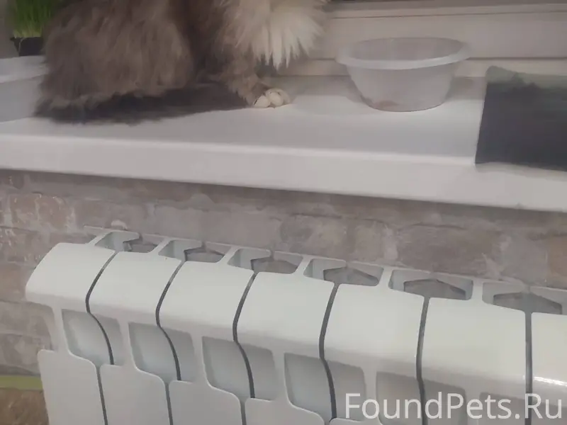 Найден кот, Бисерово-Парк, Рыб...