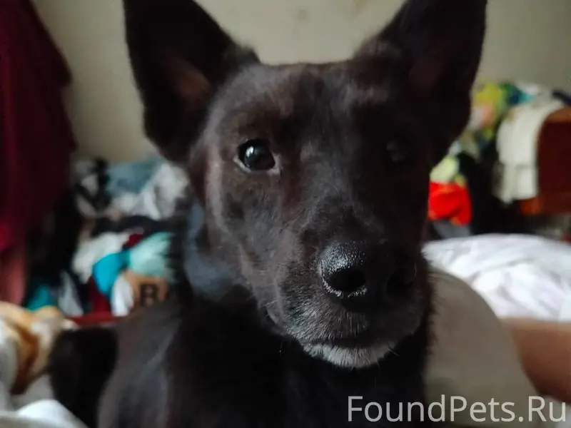 ❗❗❗Внимание!❗❗❗ Пропала собака...