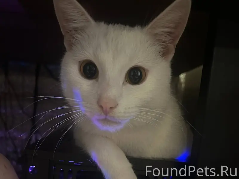 Пропал кот Если кто то видел.....