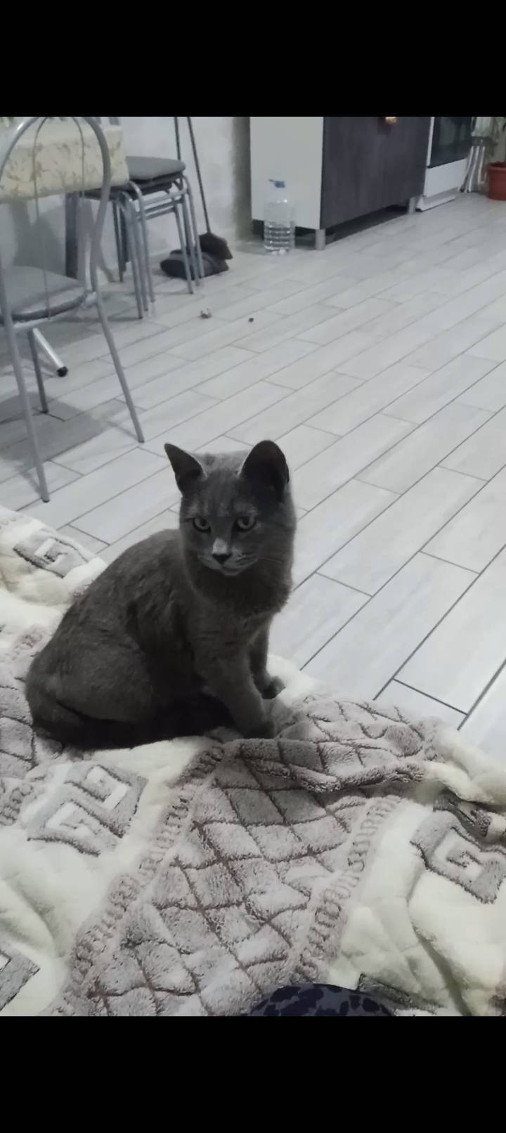 Пропал кот в районе пер.Восточ...
