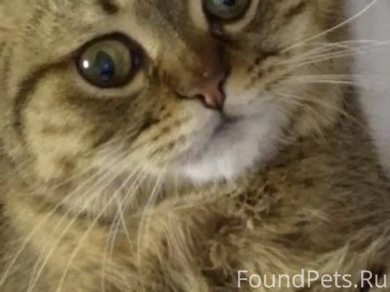 Жители улиц Победа, Новоселов,...