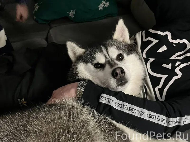 🆘ПОТЕРЯЛАСЬ СОБАКА🆘 Последний ...