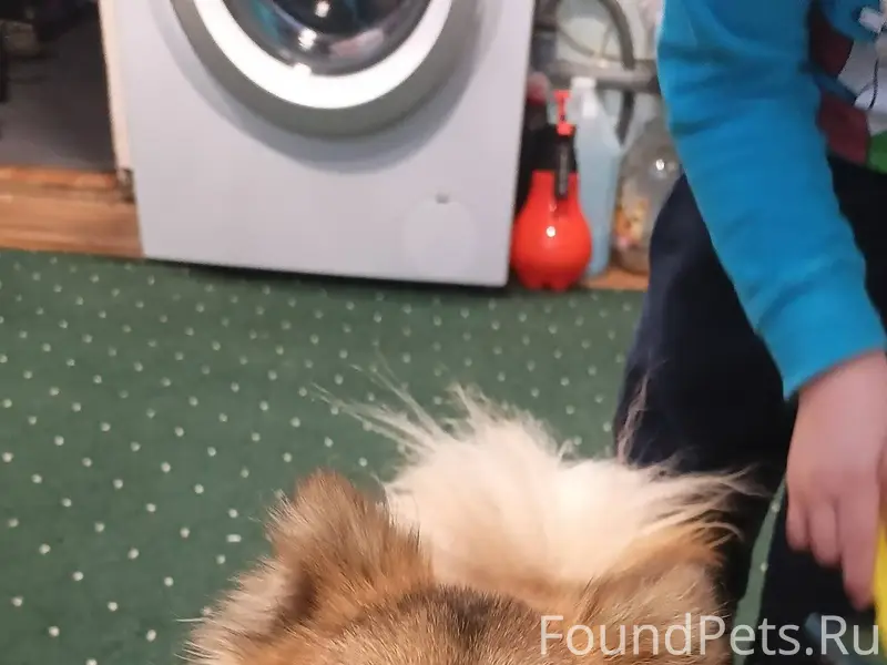 10 января найдена собака! Ищем...