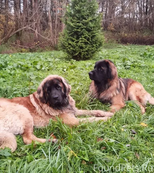 РОЗЫСК ПРОПАЛИ ДВЕ СОБАКИ ПОРО...