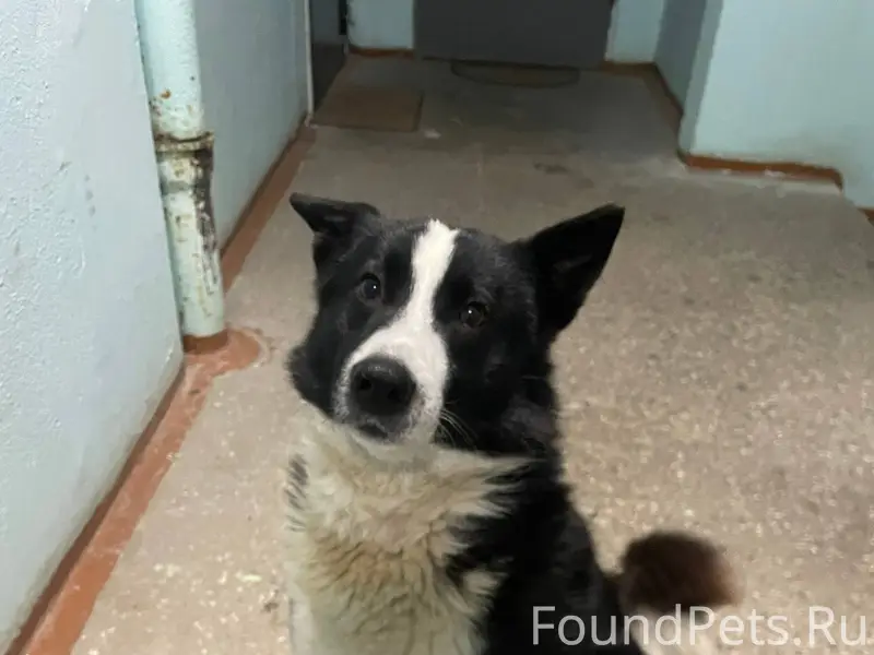СРОЧНО!!! Потерялась собака по...