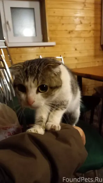 Пропал кот в районе Дубовского...