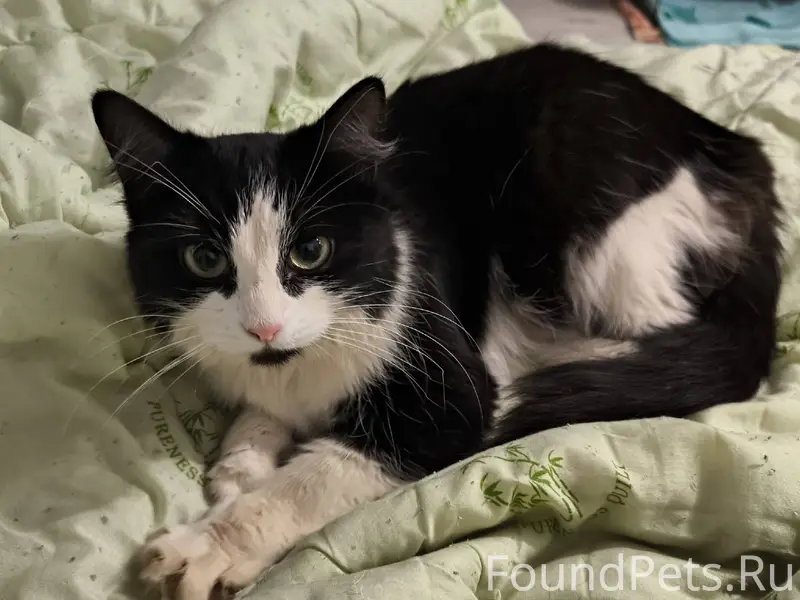 Найдена кошка на улице Волгогр...