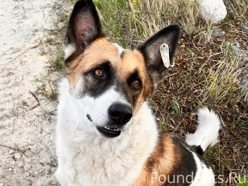 Новая Усмань! Пропала собака 1...