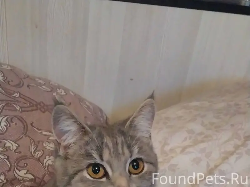 Пропала кошка 11 января в селе...