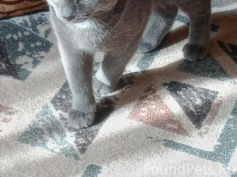 Пропал кот кличка Федя в 5...