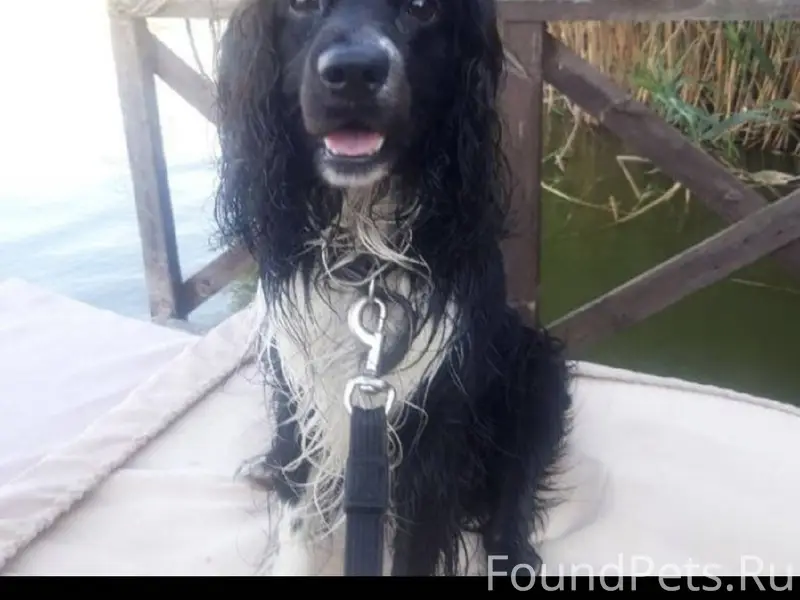 Потерялся пёс ,примерно на Кон...