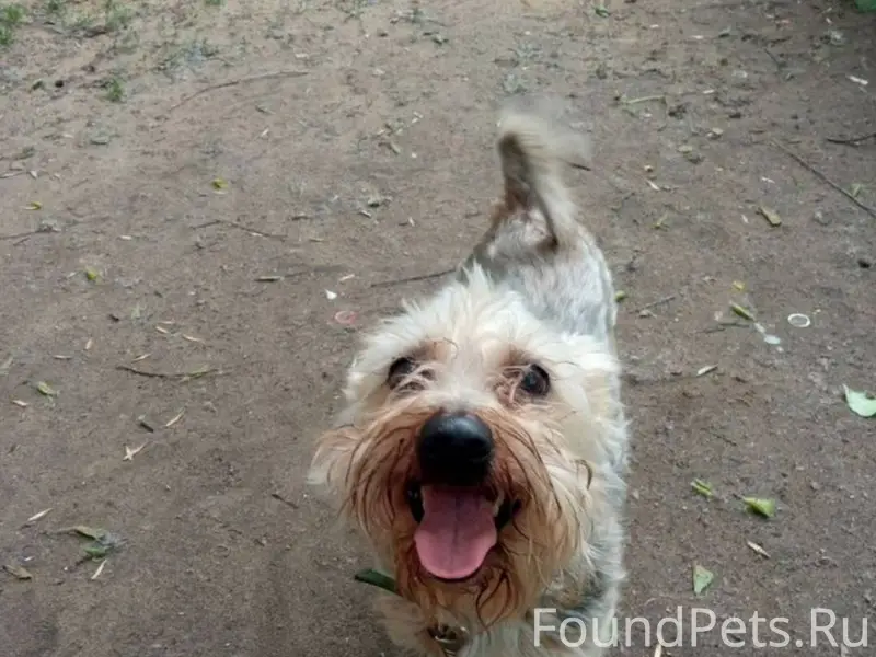 ПРОПАЛА СОБАКА❗ Кобель, 9 лет,...