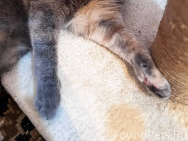 Пропала кошка, на вид месяцев ...