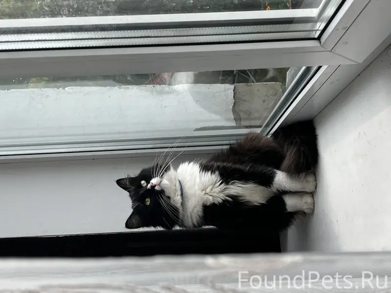 Пропал кот,в Ерёмино