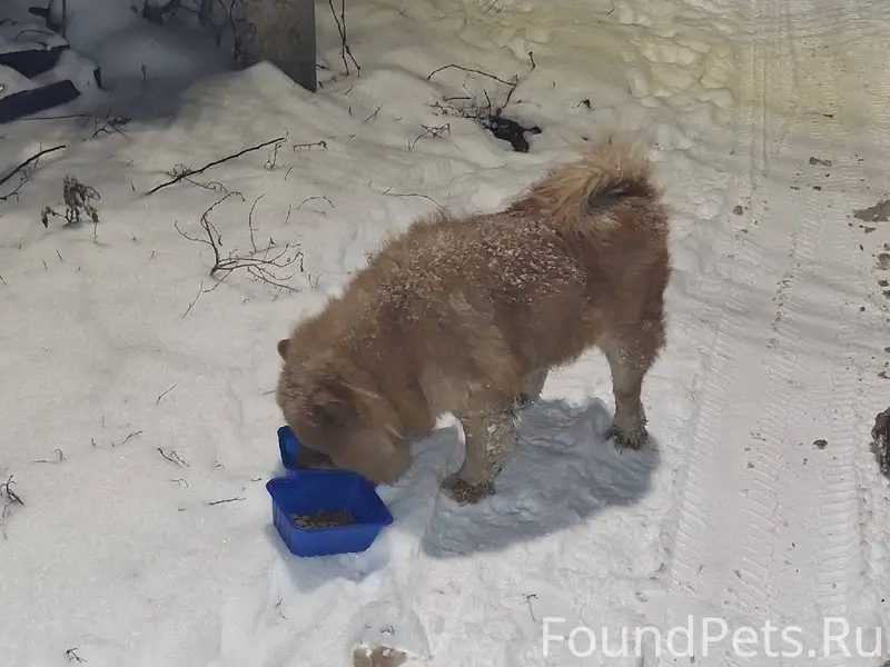 Найдена собака породы чао чао ...