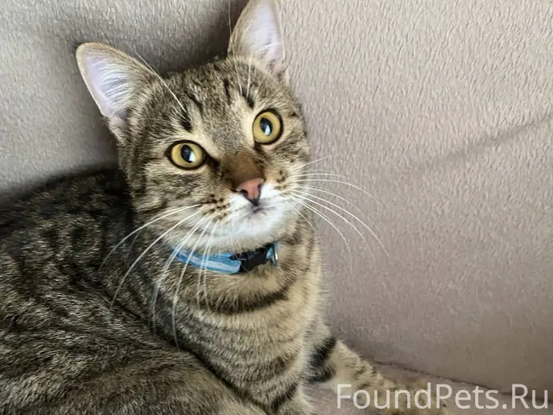 Пропал кот Тимоша