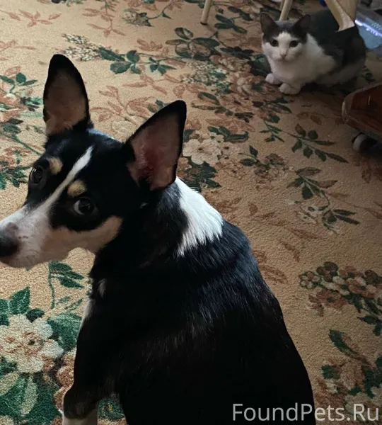 Убежала собака, район БИСа, по...