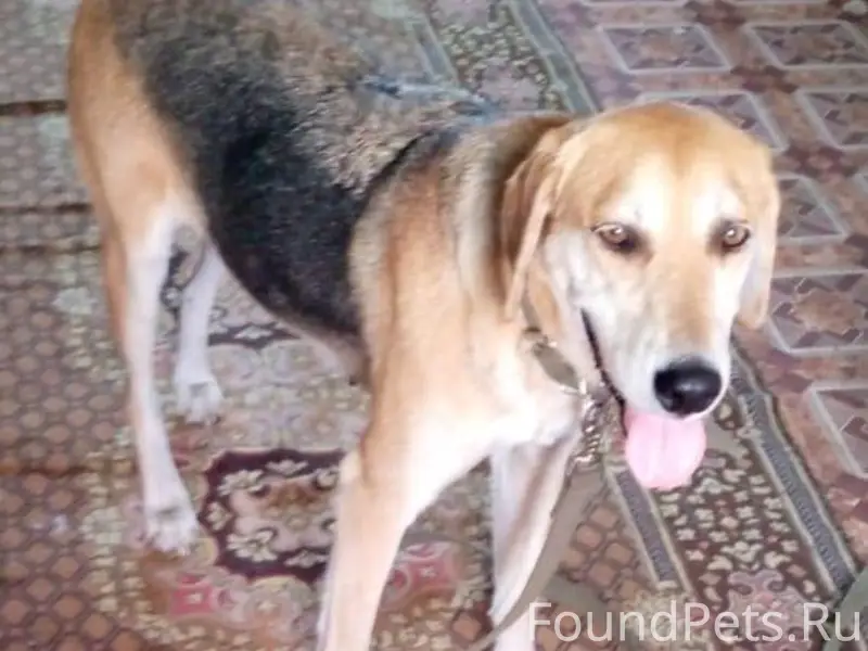 Здравствуйте. Пропала взрослая...