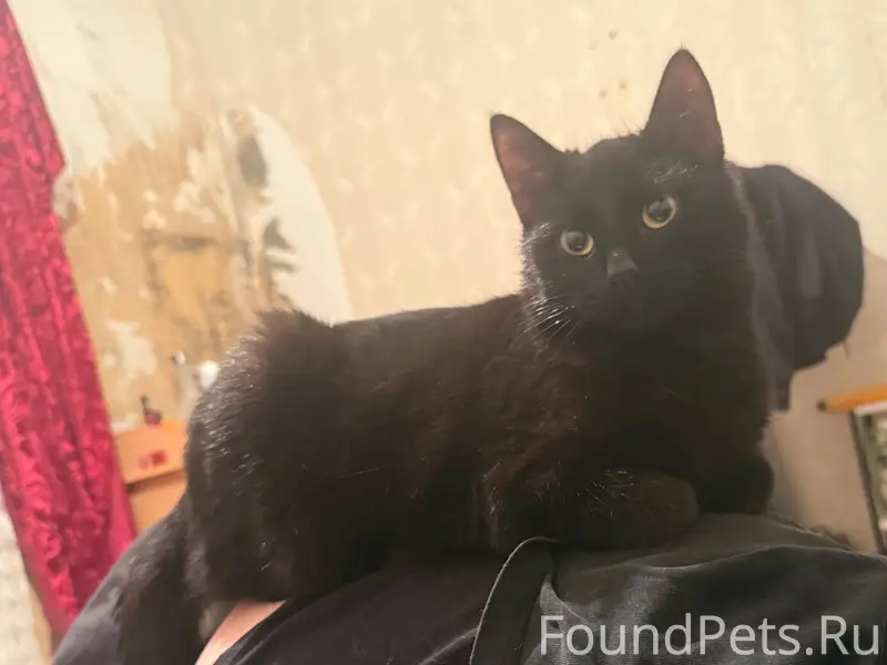 Пропал кот по кличке Яша 11...