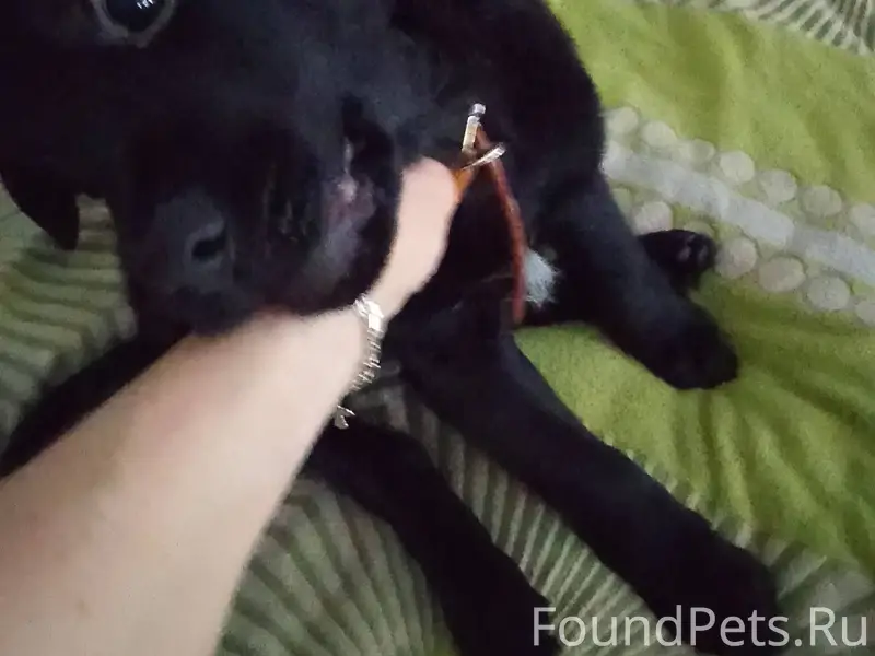 2 дня назад был найден щенок.....