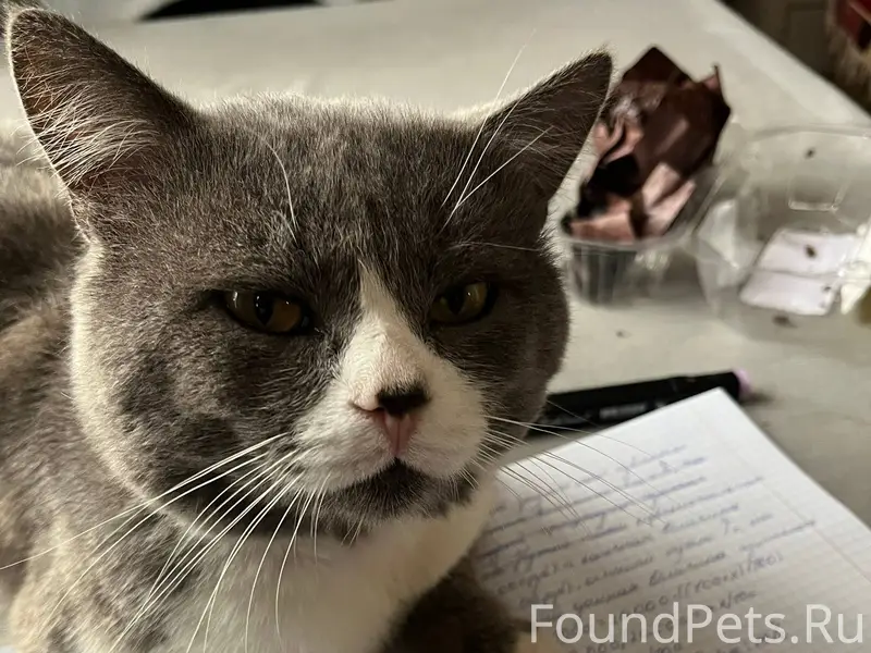 ❗️пропал кот❗️пропал кот в рай...