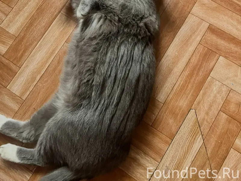 #ПропалаКошка@poterashkamag Ад...