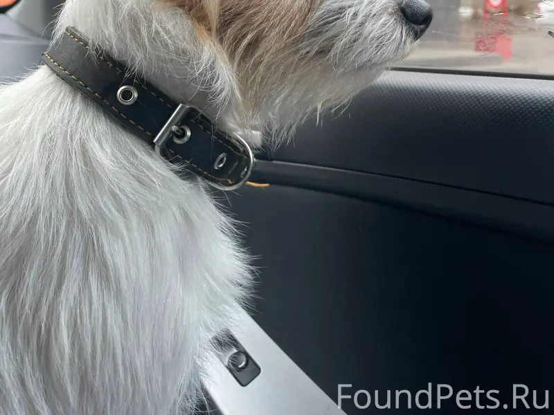 ❗️пропала собака по кличке Тош...